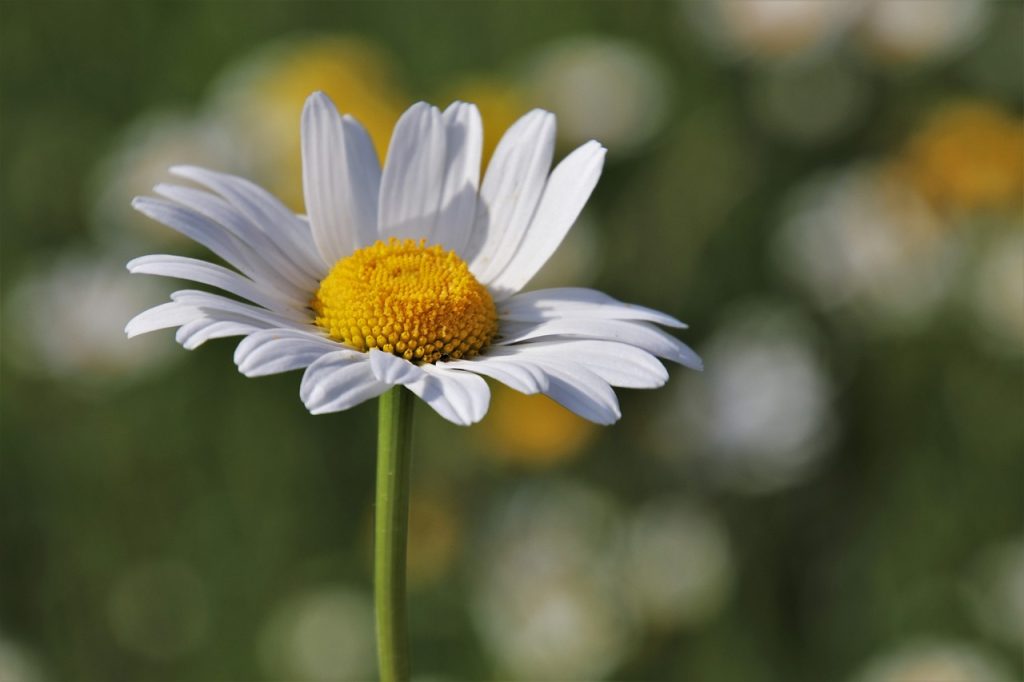 A white flower evokes confidence