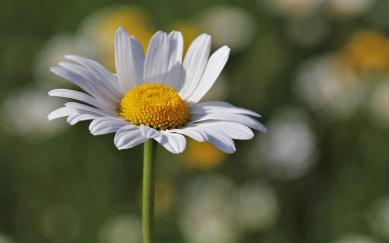Strategies to Boost Self-Esteem: Empowerment for HSP