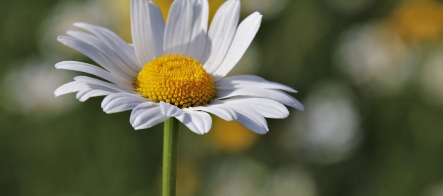 Strategies to Boost Self-Esteem: Empowerment for HSP